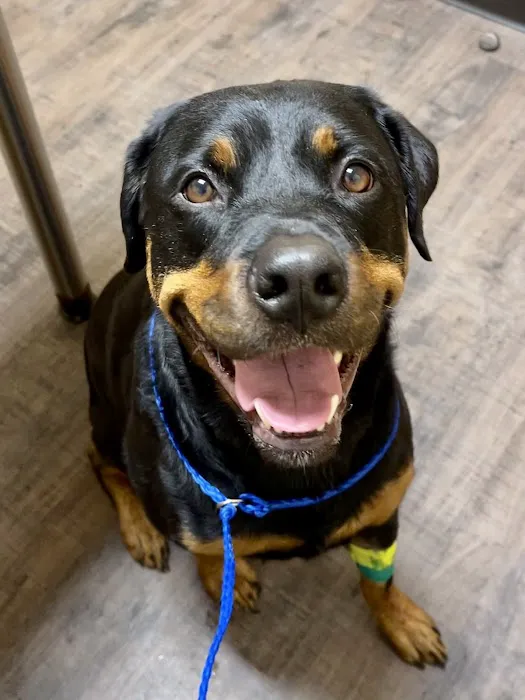 Magnolia Veterinary Hospital Picture 2