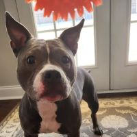 Magnolia Veterinary Hospital ico