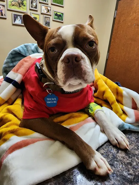 Magnolia Veterinary Hospital Picture 8