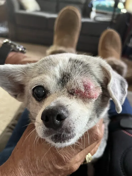 Magnolia Veterinary Hospital Picture 4