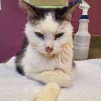 Paw Prints Animal Hospital ico