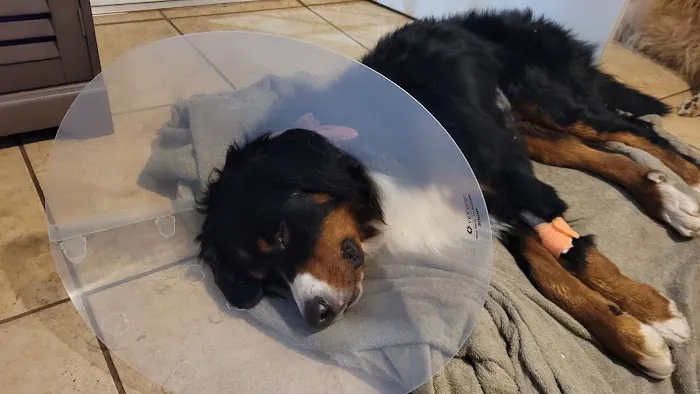 Banfield Pet Hospital Picture 2