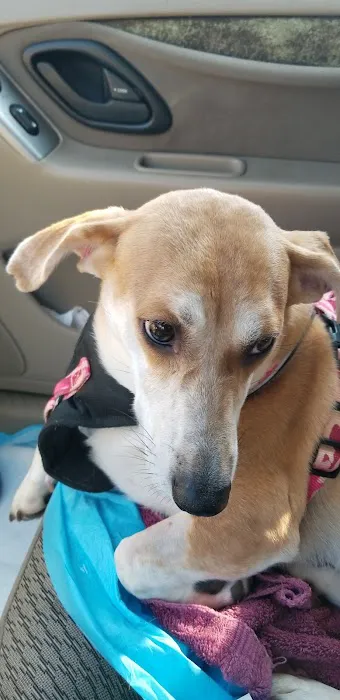 Banfield Pet Hospital Picture 7