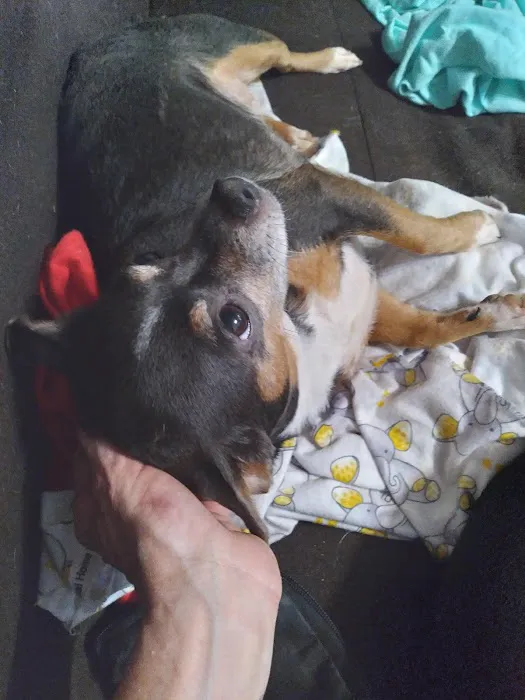 Banfield Pet Hospital Picture 9