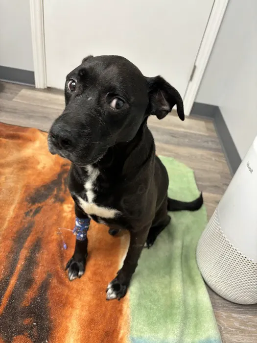 Clearview Animal Hospital Picture 7