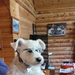 Langston Veterinary Clinic