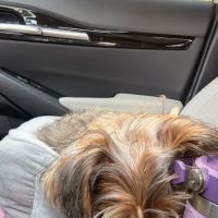 The Humane Society-Spay/Neuter/Vaccine Clinic ico