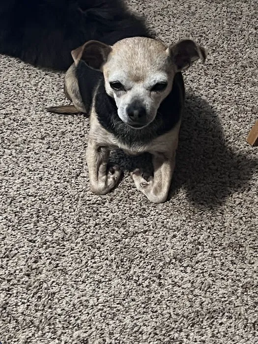 Town & Country Animal Hospital Picture 1