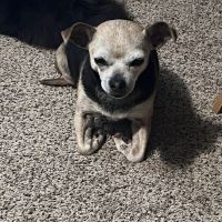 Town & Country Animal Hospital ico