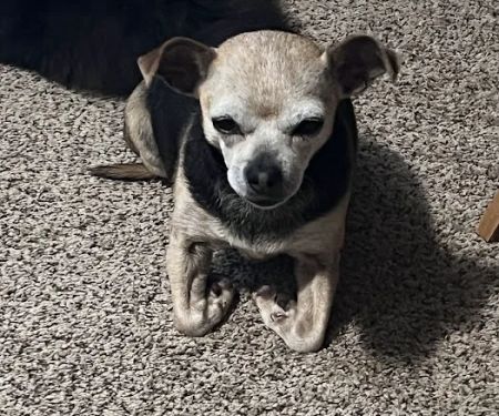 Town & Country Animal Hospital