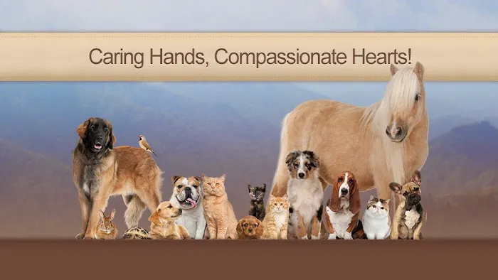 Town & Country Animal Hospital Picture 2