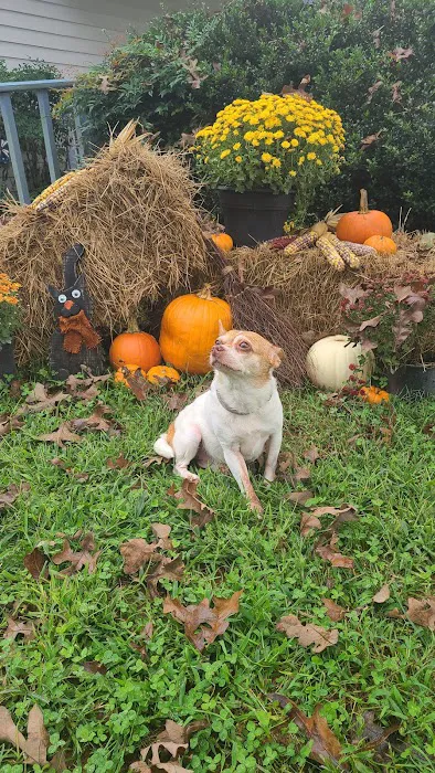 Town & Country Animal Hospital Picture 6