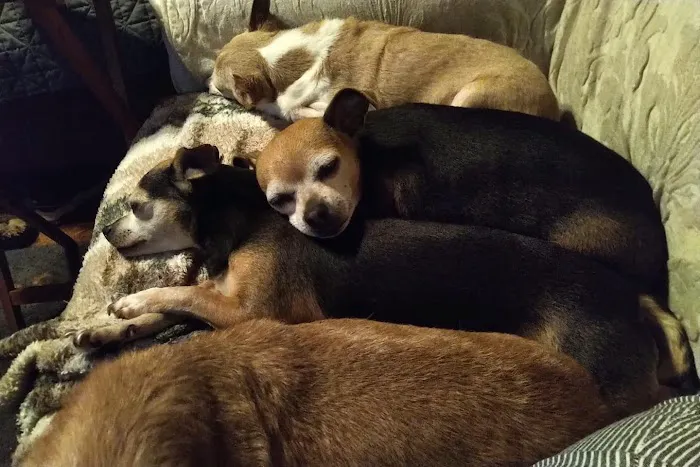 Town & Country Animal Hospital Picture 10