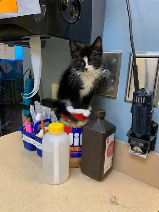 Northeast Veterinary Hospital Picture 10
