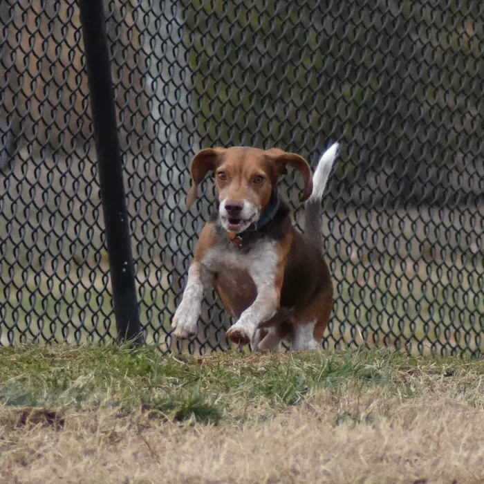 Cornelia Veterinary Hospital Picture 3