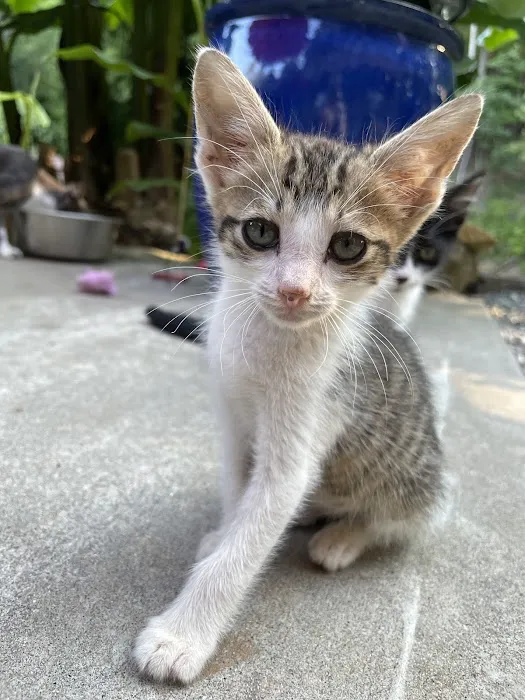 Cornelia Veterinary Hospital Picture 1