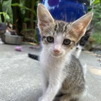 Cornelia Veterinary Hospital ico