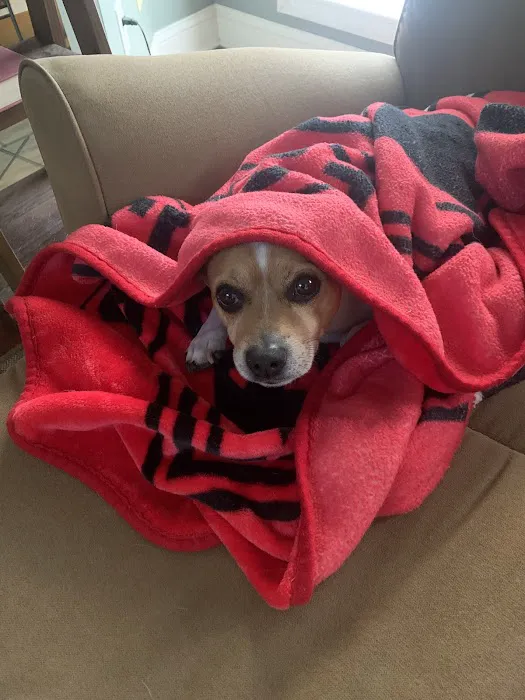 Cornelia Veterinary Hospital Picture 7