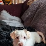 PetVet Vaccination Clinic