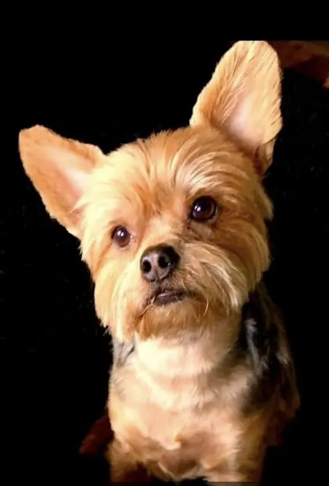 Peachtree Veterinary Hospital Picture 7