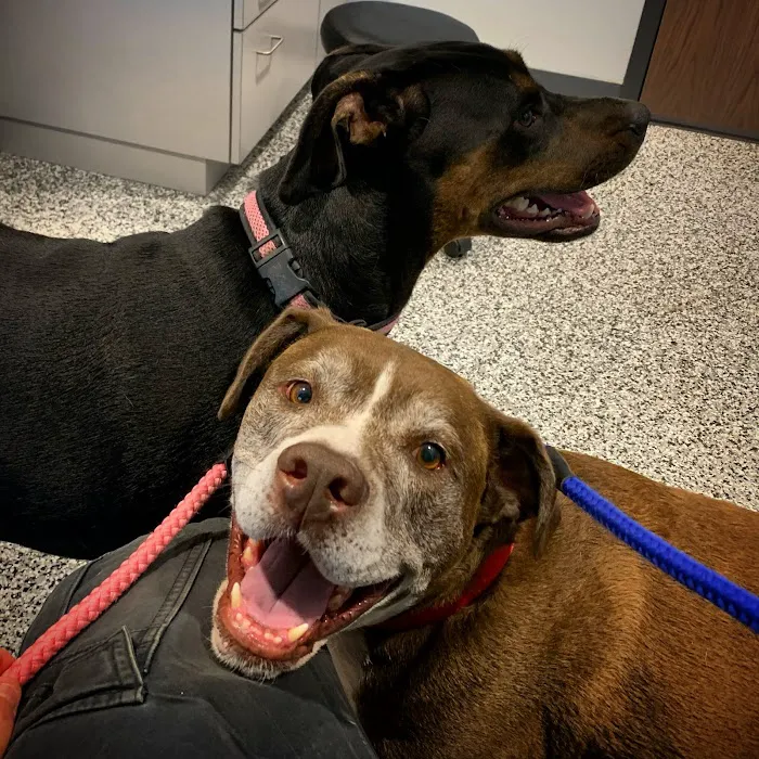 Murphy Animal Clinic Picture 2