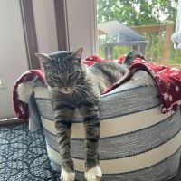 Murphy Animal Clinic ico