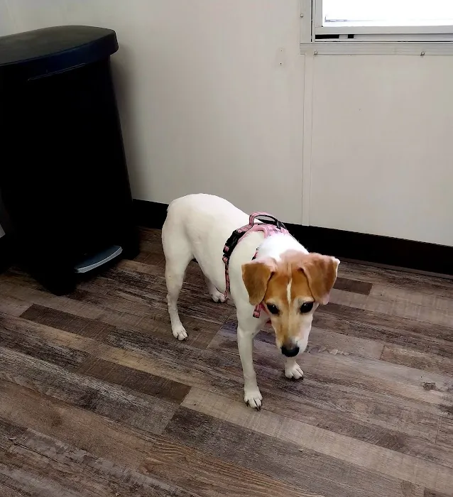 Alpine Animal Hospital, PC Picture 1