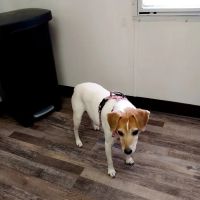 Alpine Animal Hospital, PC ico