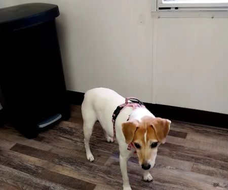 Alpine Animal Hospital, PC