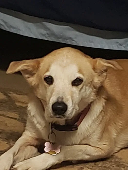 Alpine Animal Hospital, PC Picture 7