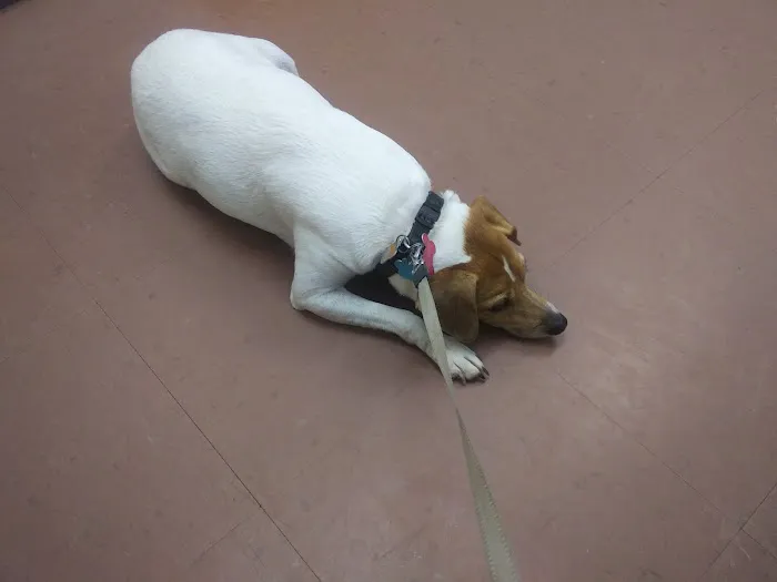 Alpine Animal Hospital & Veterinary Services Picture 10