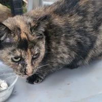 TRI STATE SPAY NEUTER and VETERINARY CLINIC ico