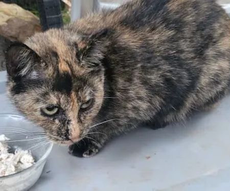 TRI STATE SPAY NEUTER and VETERINARY CLINIC