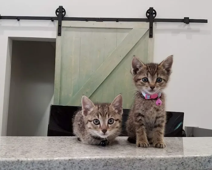 Nottely Oaks Animal Hospital Picture 3