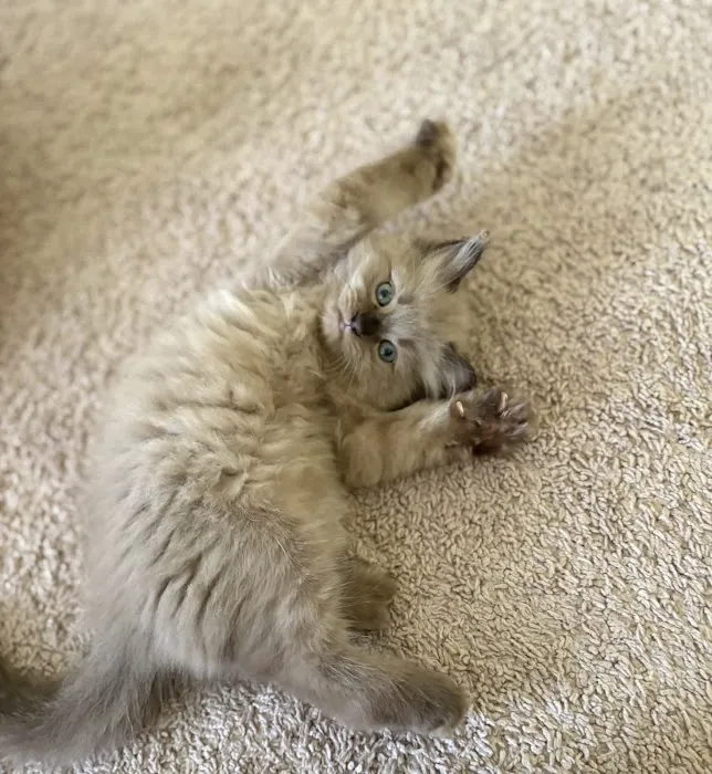 Kittiesbythesea Picture 2