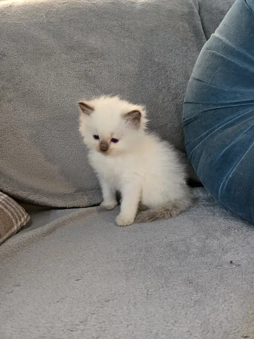 Kittiesbythesea Picture 3