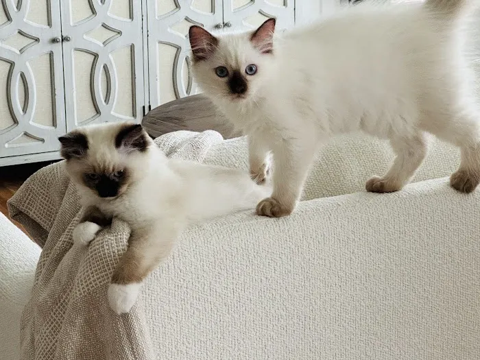 Kittiesbythesea Picture 1