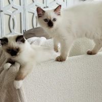Kittiesbythesea ico