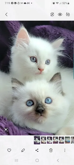Kittiesbythesea Picture 7