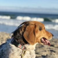 Porters Neck Veterinary Hospital ico