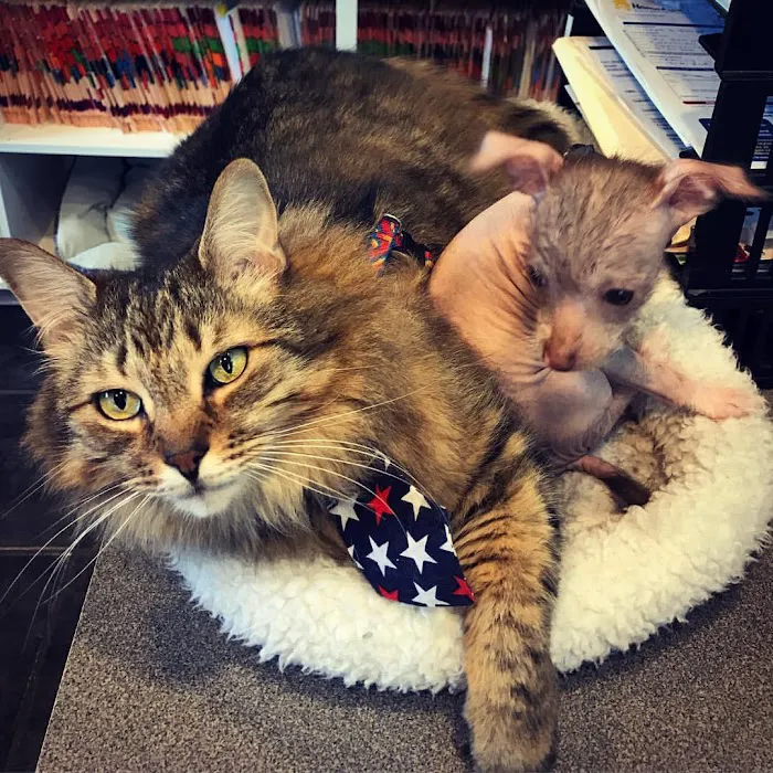 Porters Neck Veterinary Hospital Picture 5