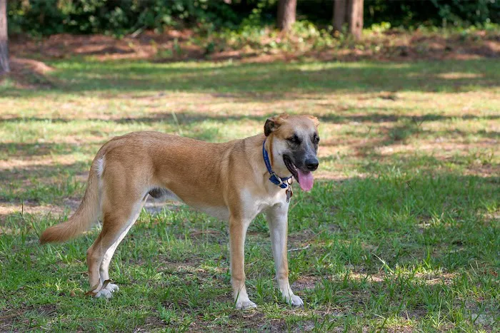 Porters Neck Veterinary Hospital Picture 8