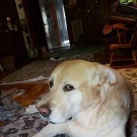 No Place Like Home Mobile Pet Vet, PLLC ico