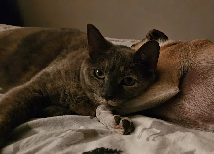 The Sound Cat Veterinary Hospital Picture 1