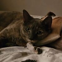 The Sound Cat Veterinary Hospital ico