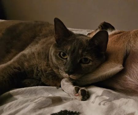 The Sound Cat Veterinary Hospital