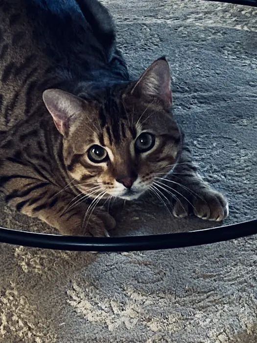 The Sound Cat Veterinary Hospital Picture 6