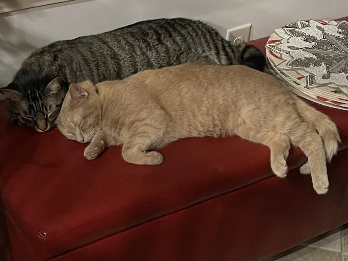 The Sound Cat Veterinary Hospital Picture 8