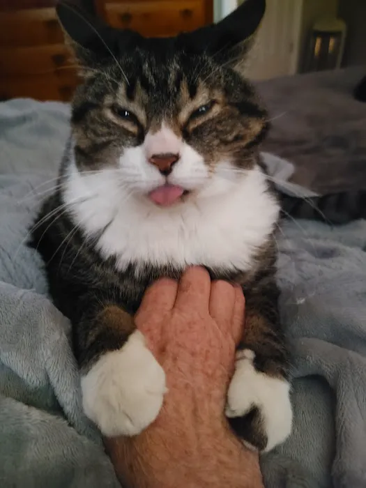 The Sound Cat Veterinary Hospital Picture 9