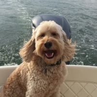 Wilmington Animal Healthcare Veterinary Hospital ico
